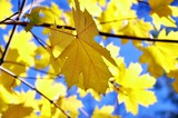 Желтый лист кленовый